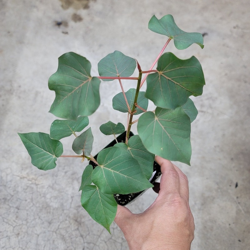 Ficus petiolaris – 4|R4BB|R4BB