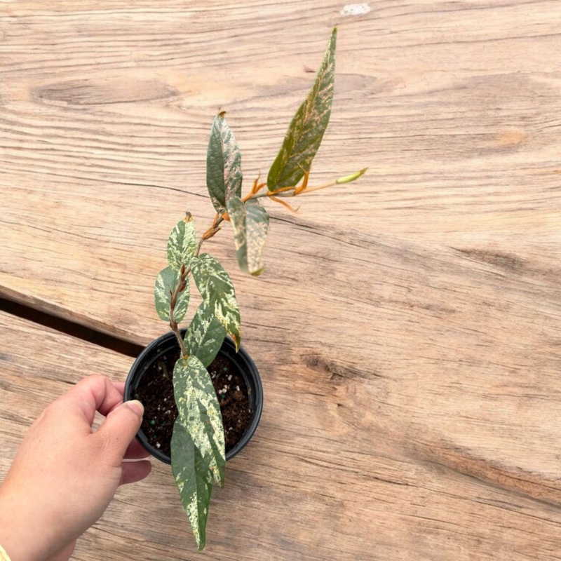 Ficus sagittata variegated – 4