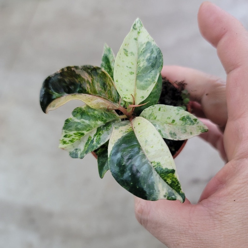 Ficus shiveriana – 2|CL6C|CL6C