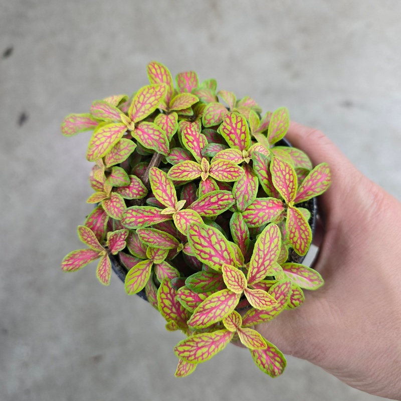 Fittonia albivenis ‘Skeleton’ – 4