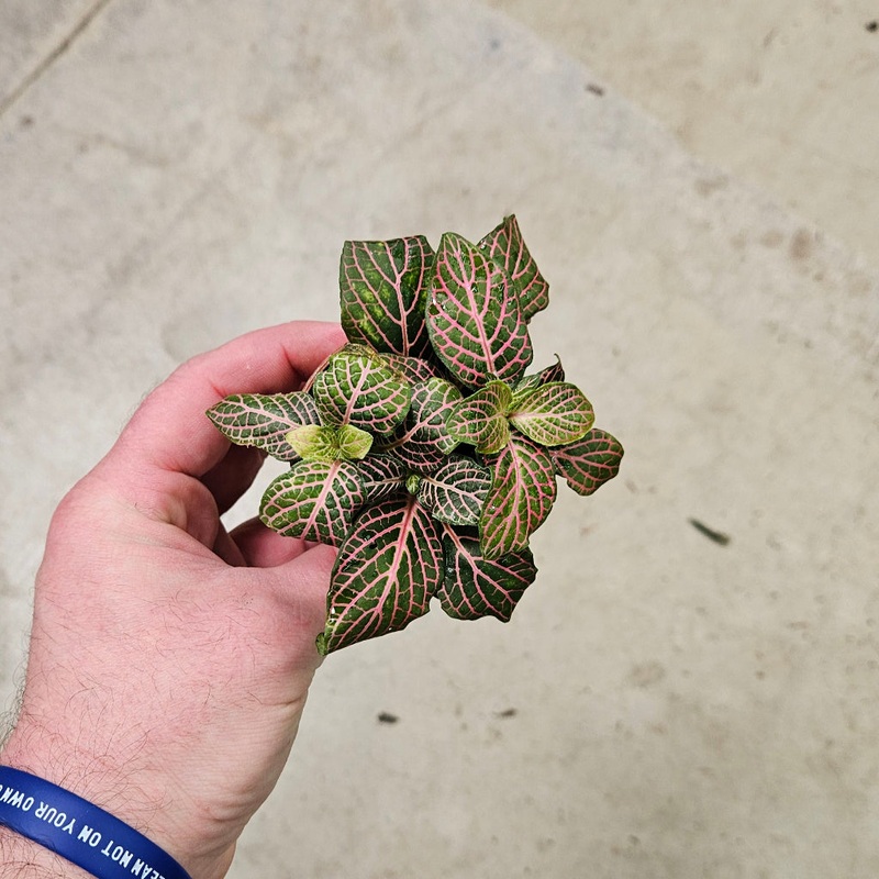 Fittonia ‘Pink’ – 2|CL2B|CL2B