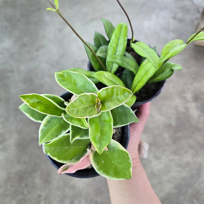 Hoya –  4 (assorted)|R2BB|R2BB