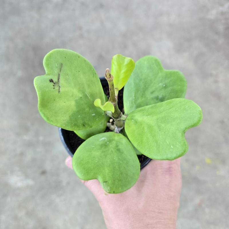 Hoya kerrii – 4|R2CD|R2CD