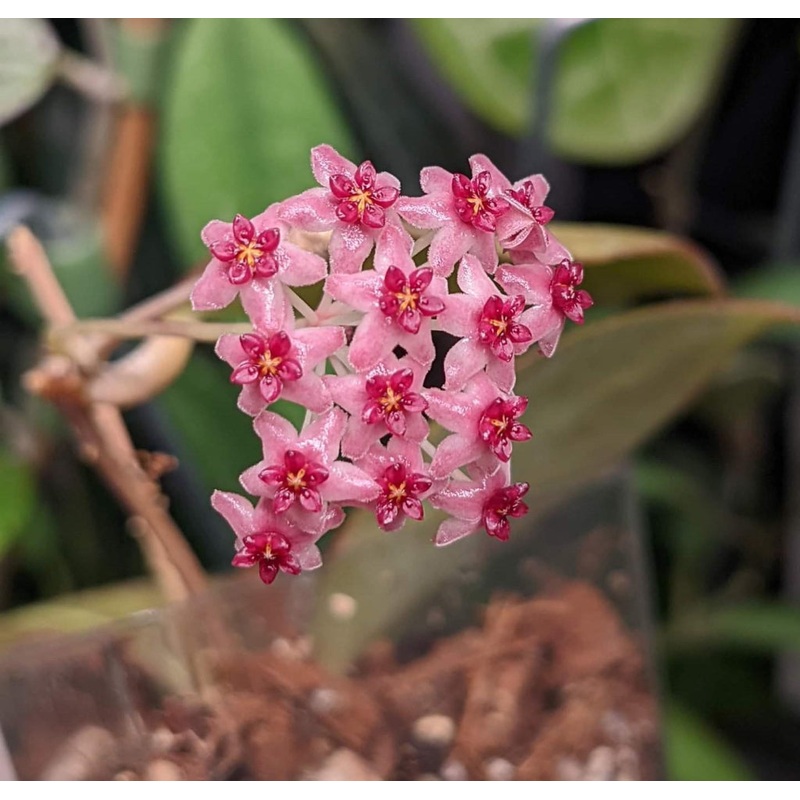 Hoya paulshirleyi – Trellis|R2AA