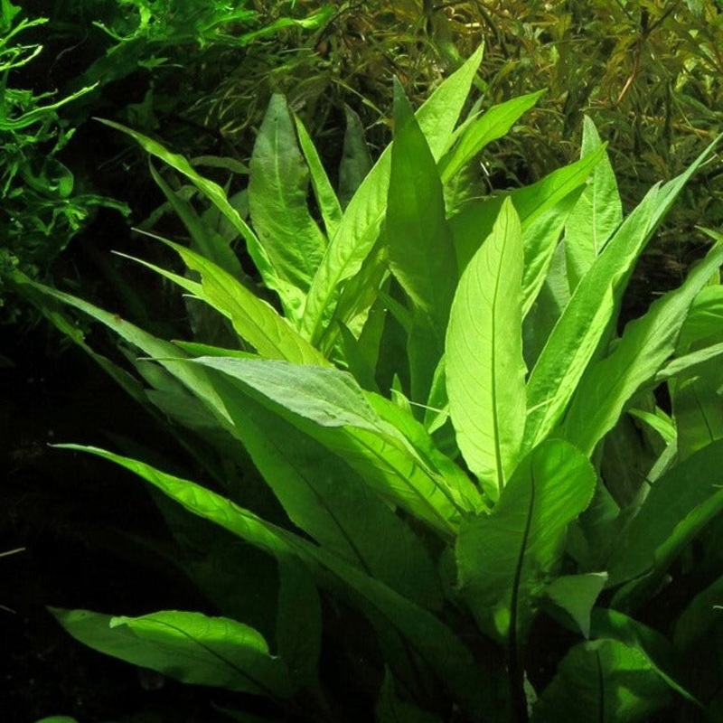 Hygrophila angustifolia – bunch