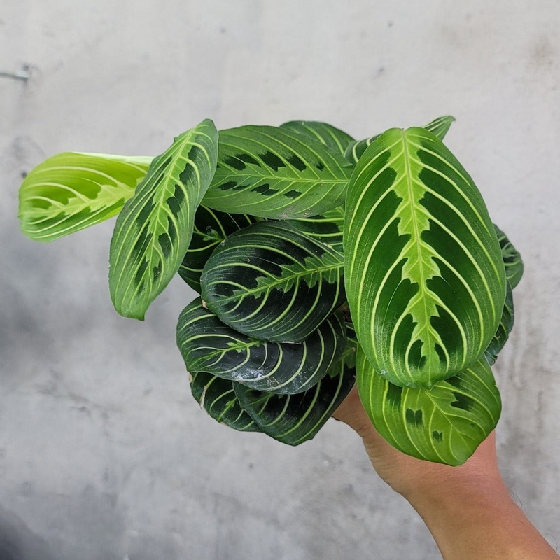 Maranta leuconeura ‘Lemon Lime’ – 4
