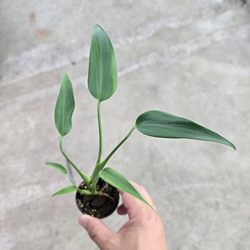 Monstera Burle Marx Flame – 2|CASE 1