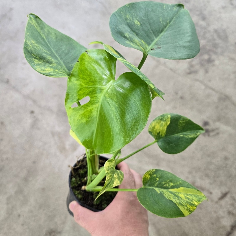 Monstera deliciosa aurea variegated – 4