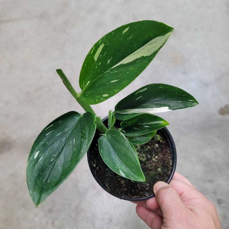 Monstera standleyana albo variegata – 4