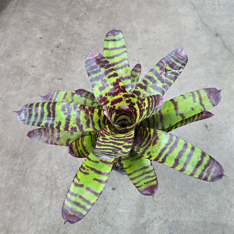 Neoregelia ‘Green Eyes’|BR13D|BR13D