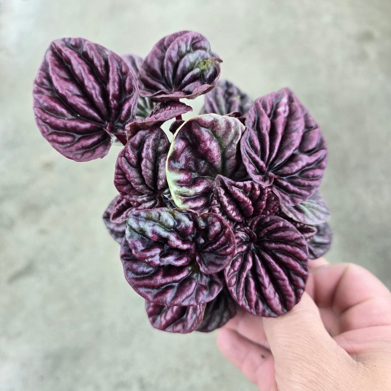 Peperomia caperata ‘Red Luna’ – 4