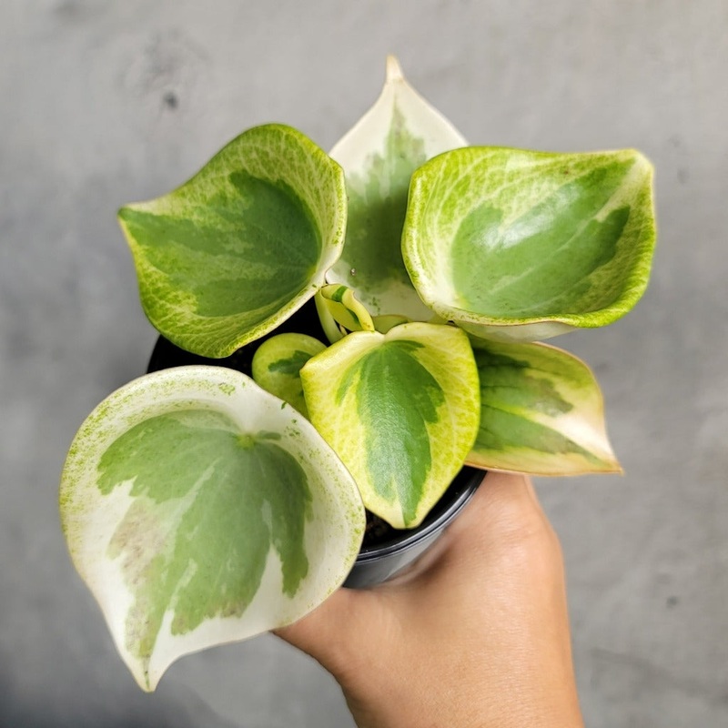 Peperomia polybotrya variegated – 4