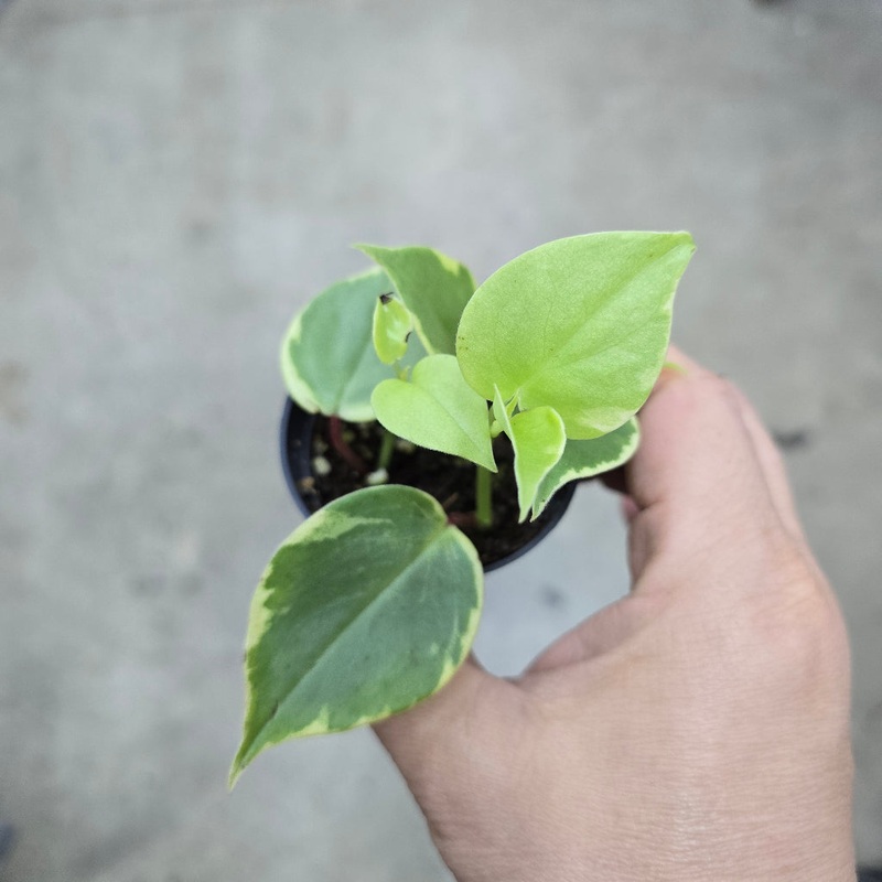 Peperomia scandens ‘Variegata’ -2