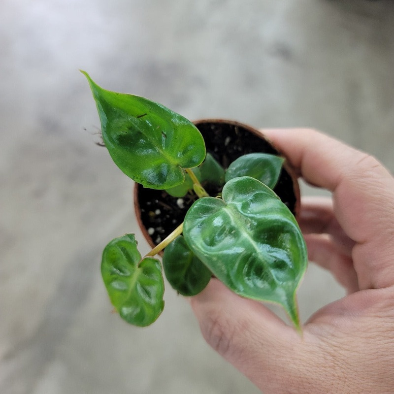 Philodendron billietiae – 2|CL1C