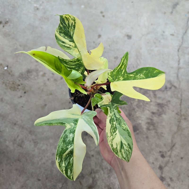 Philodendron ‘Florida Beauty Variegated’ – 4