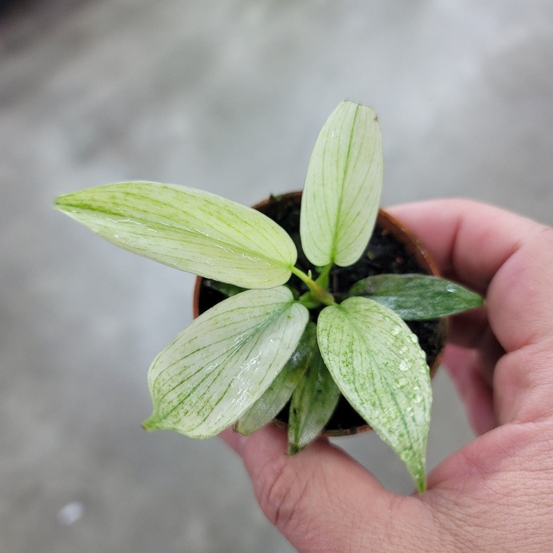 Philodendron florida ghost mint – 2