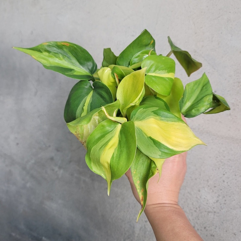 Philodendron hederaceum ‘ Brasil’ – 6 HB