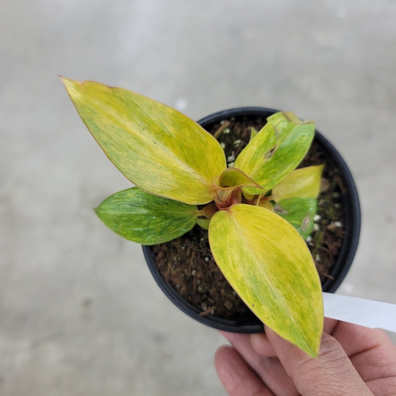 Philodendron ‘Orange Marmalade’ – 2