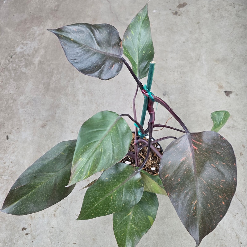 Philodendron Orange Princess – 6