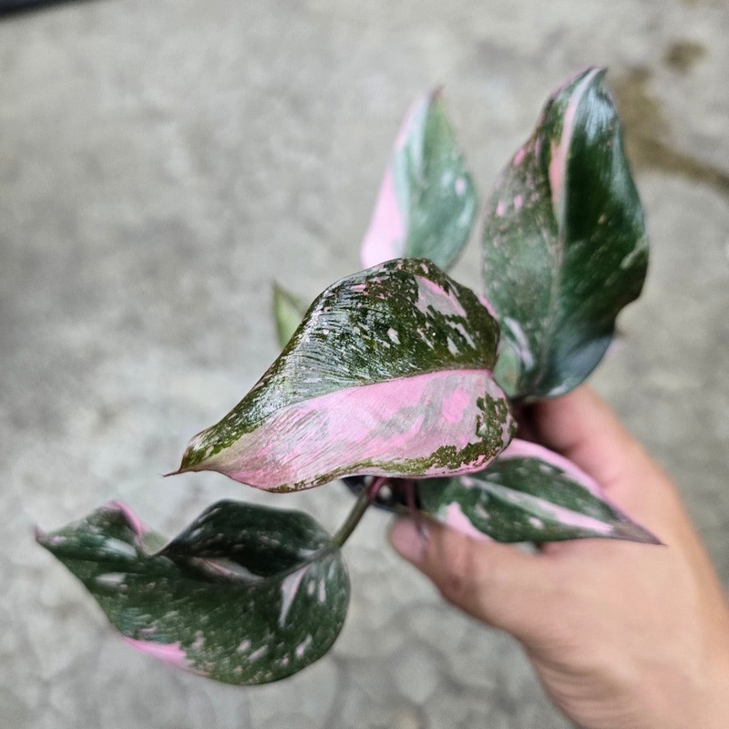 Philodendron ‘Pink Princess Marble’ – 2