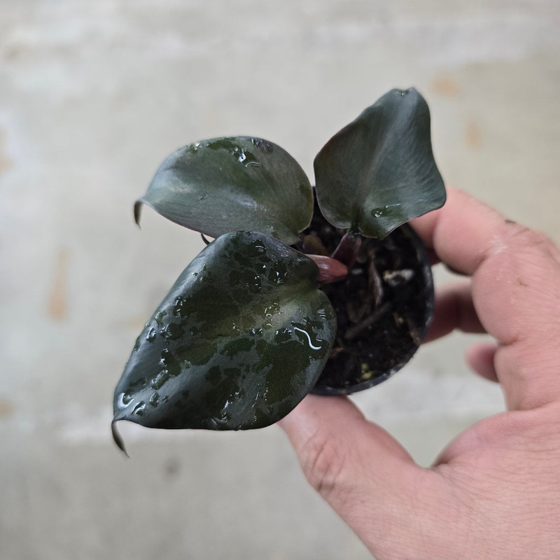 Philodendron ‘Red Heart’ – 2|CL1B
