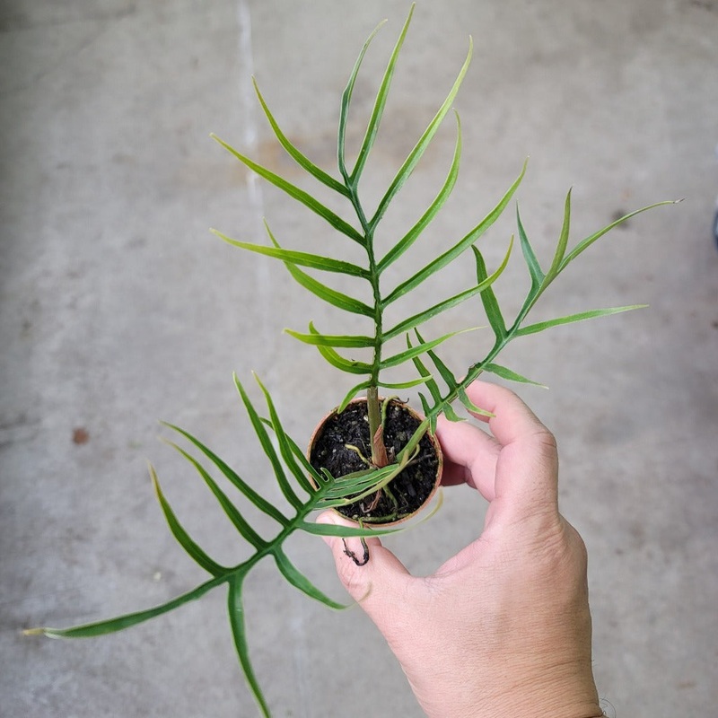 Philodendron tortum – 2|CL1B|CL1B