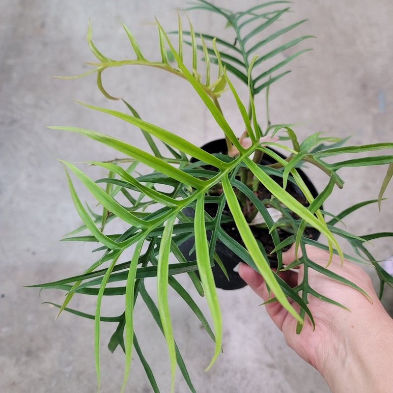 Philodendron tortum – 6|R1BC BR11D