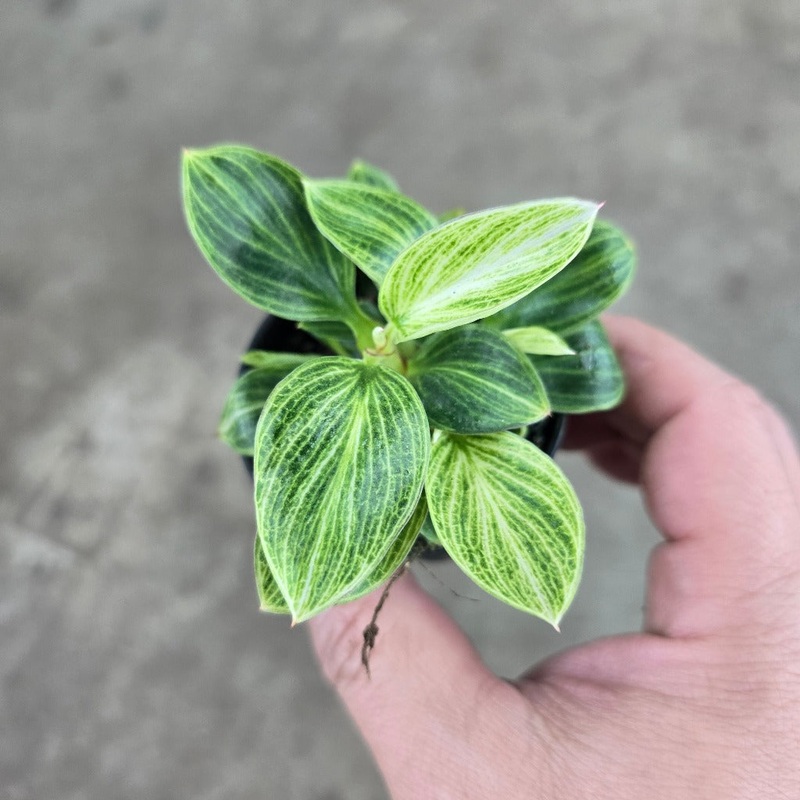 Philodendron ‘White Measure’ – 2