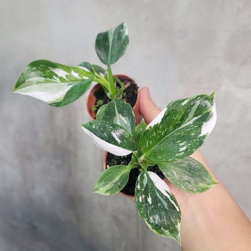 Philodendron ‘White Wizard’- 2