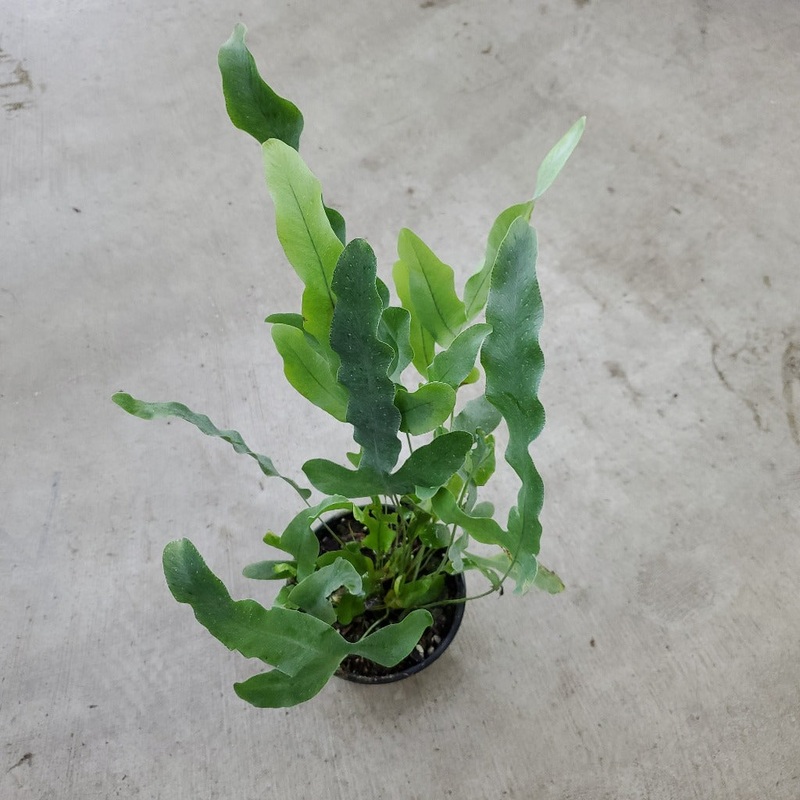Phlebodium aureum – 6 HB|BR10T