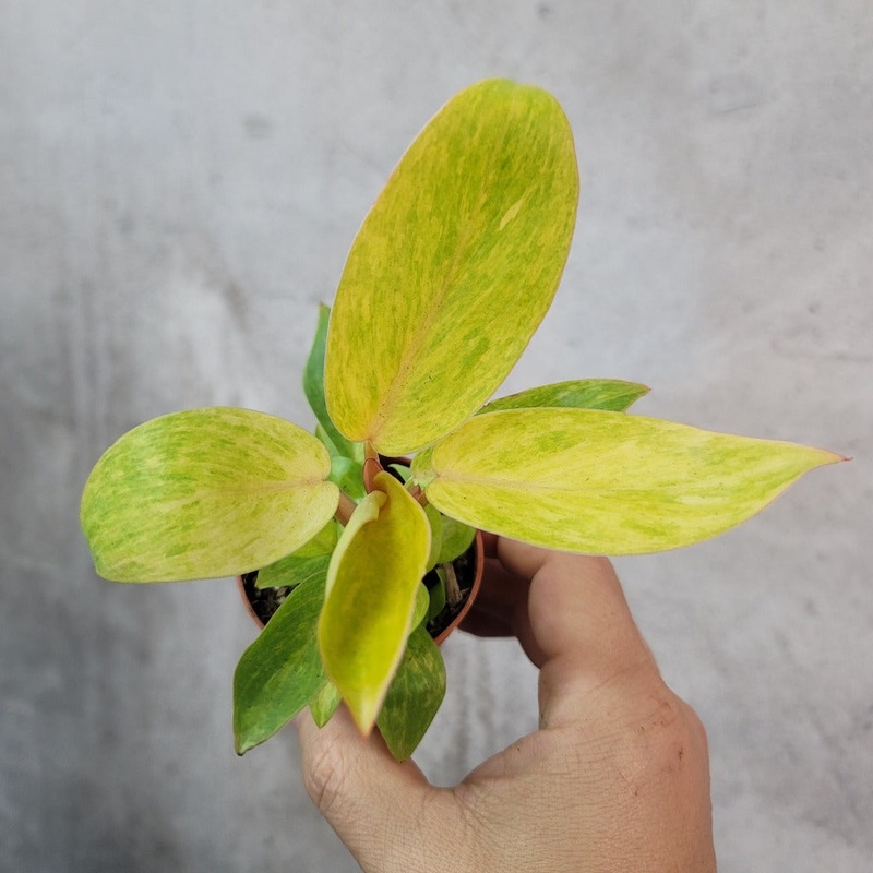 Phliodendron painted lady – 2|CL1C