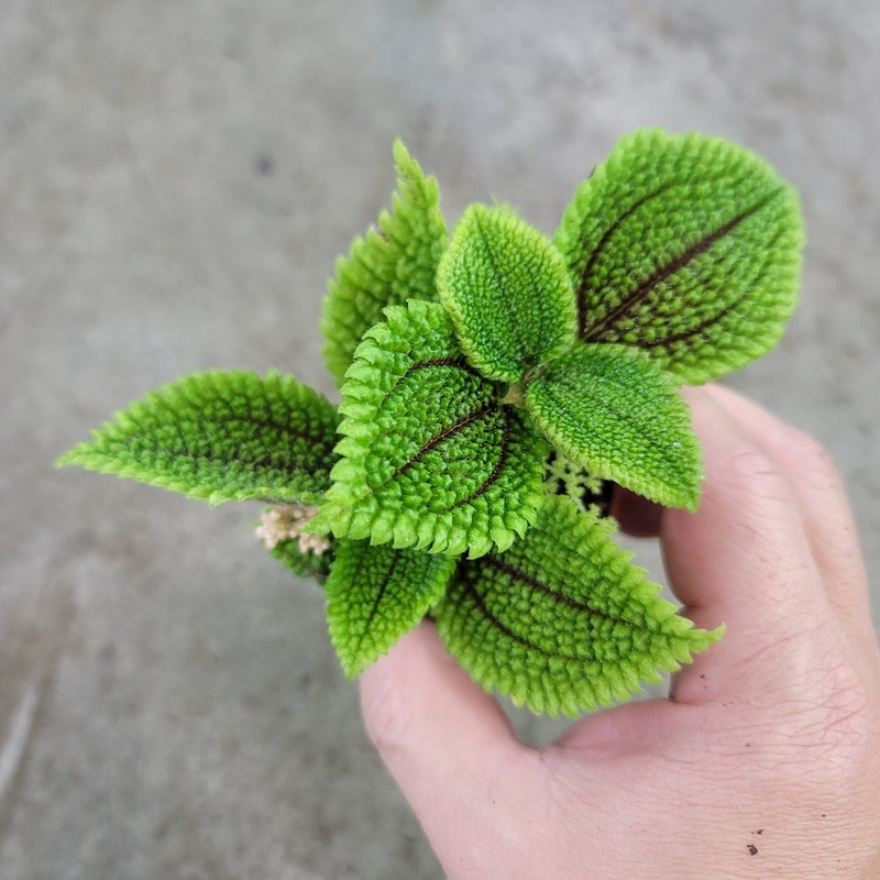 Pilea moon valley – 2|CL4B|CL4B