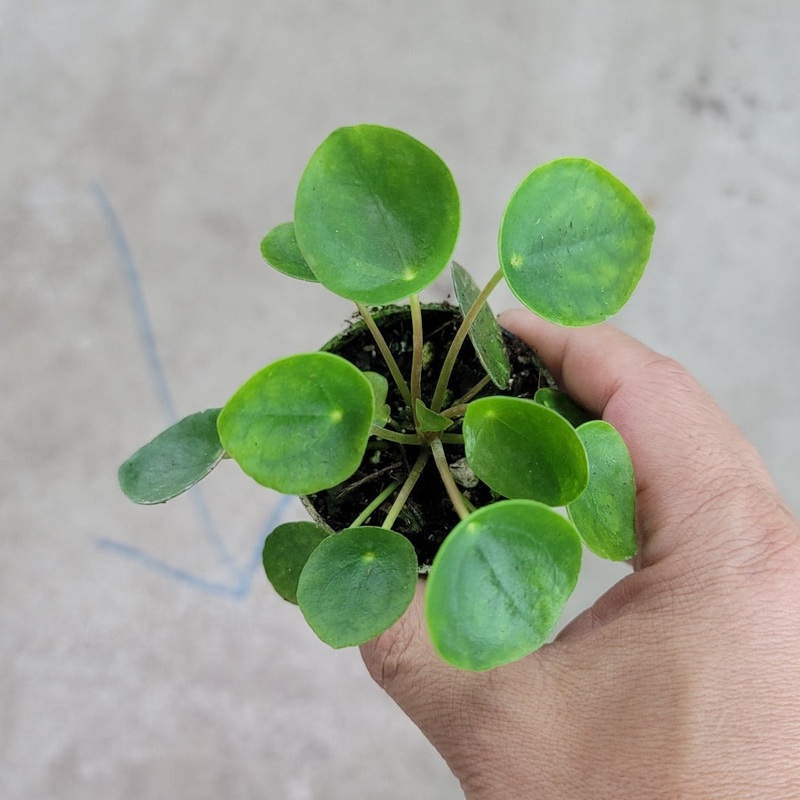 Pilea peperomioides – 2|CL4E|CL4E