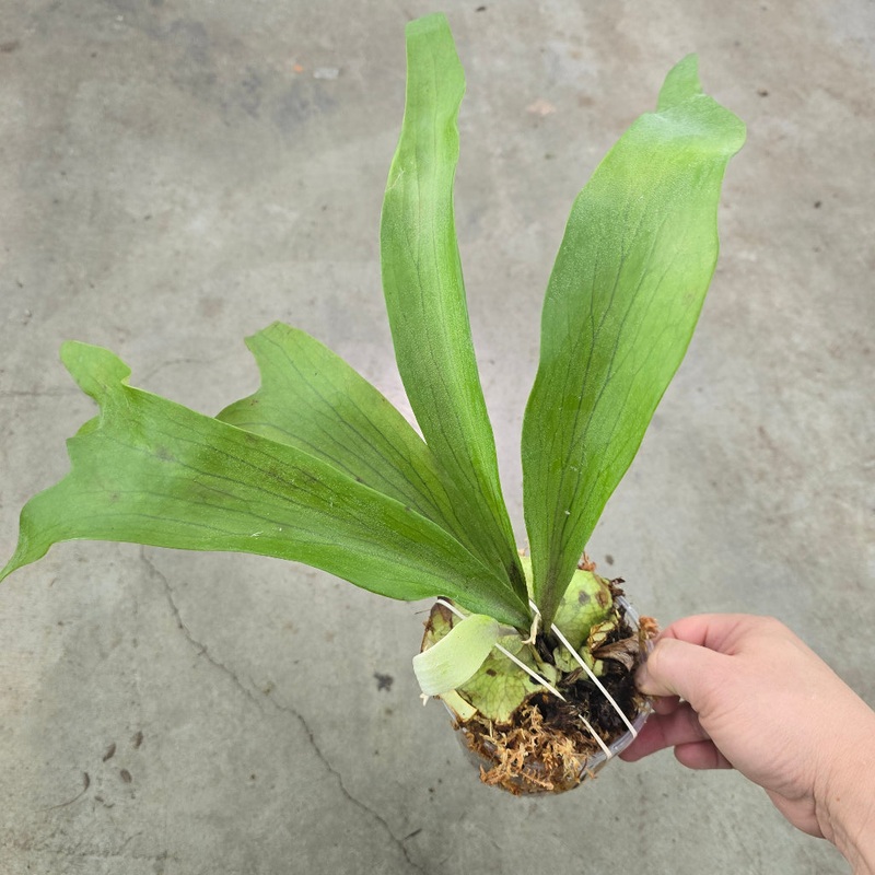 Platycerium alcicone|BR13D|BR13D