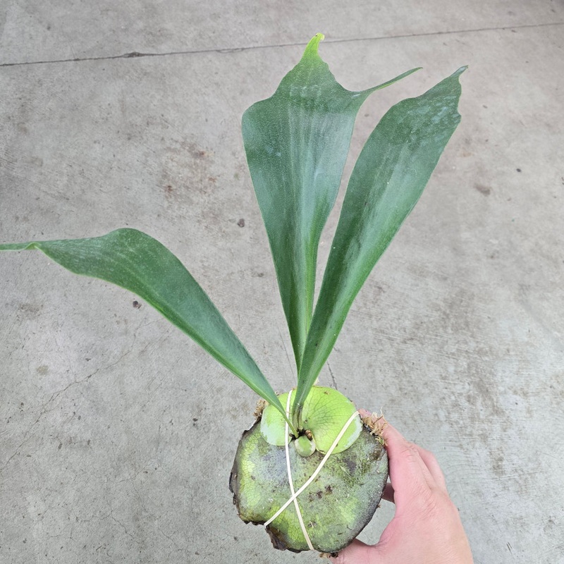 Platycerium hillii|BR17D|BR17D