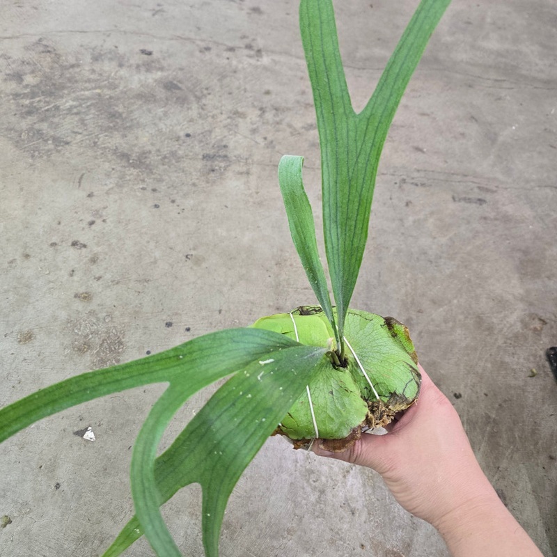 Platycerium veitchii green|BR17D