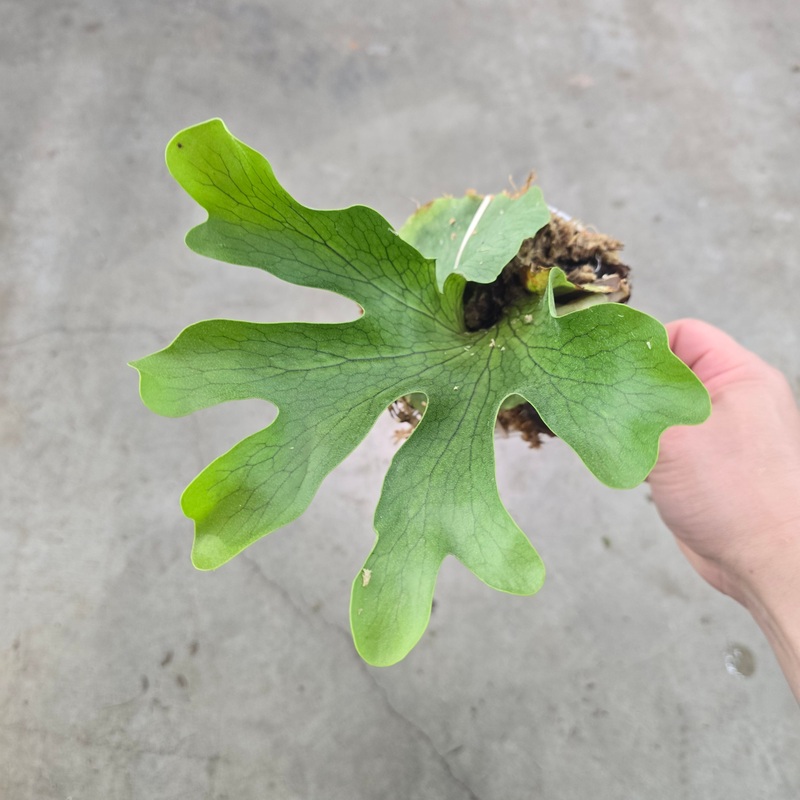 Platycerium wandae
