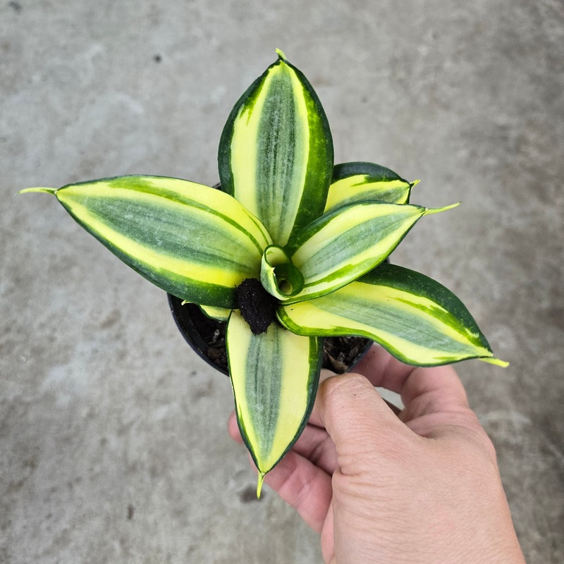 Sansevieria hahnii ‘Gold  Star’ – 4