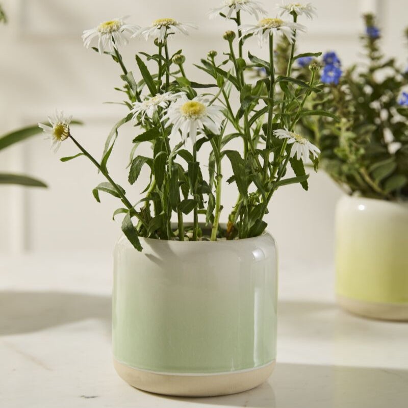 Skyway Pot -5.25 (light green)