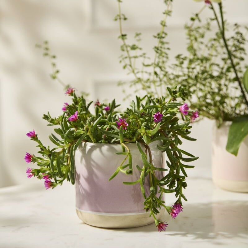 Skyway Pot -5.25 (light purple)