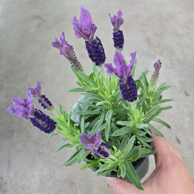 Spanish lavender – 4|OS|OS