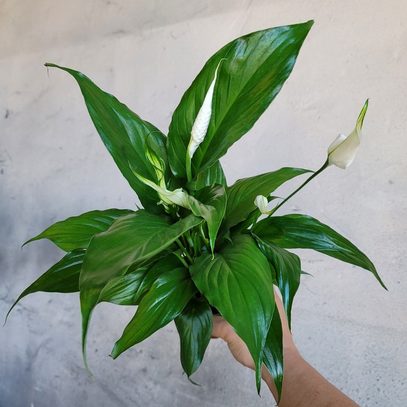 Spathiphyllum assorted – 4|BR09B