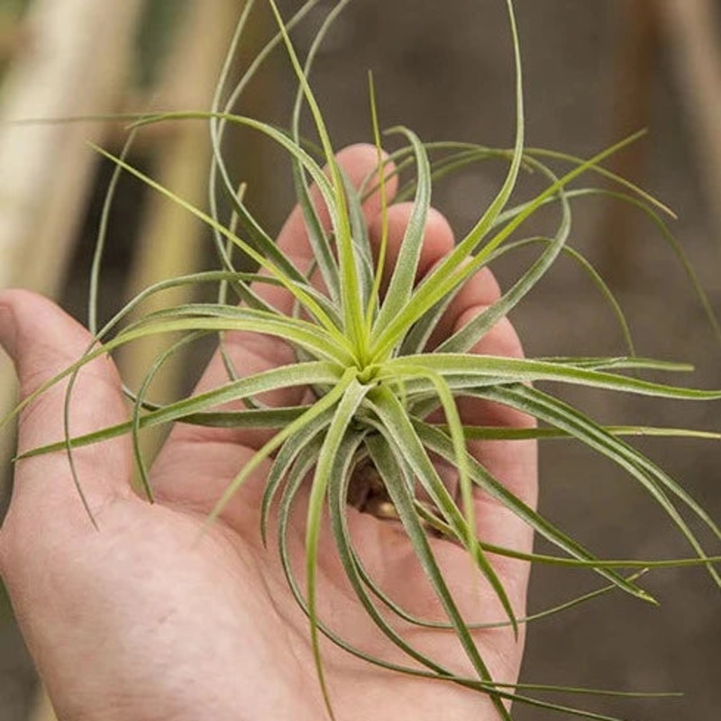 Stricta Lite Green – Large|TR|TR