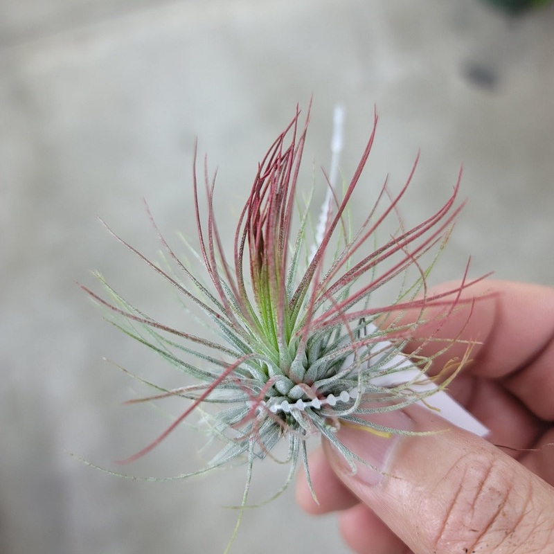 T. Andreana (2-3) enhanced