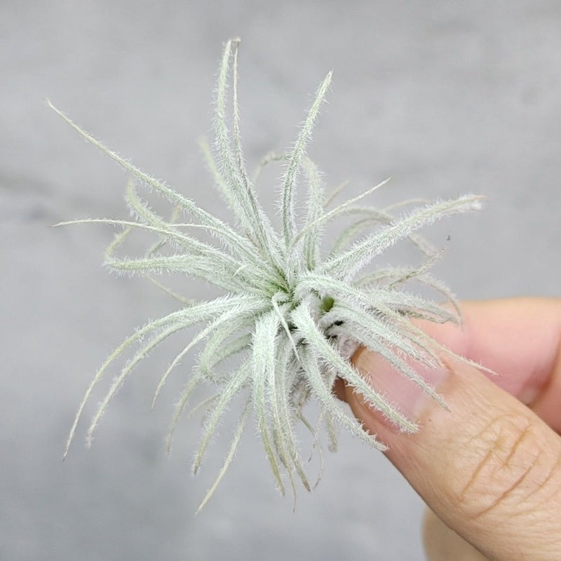 Tectorum Ecuador – 3