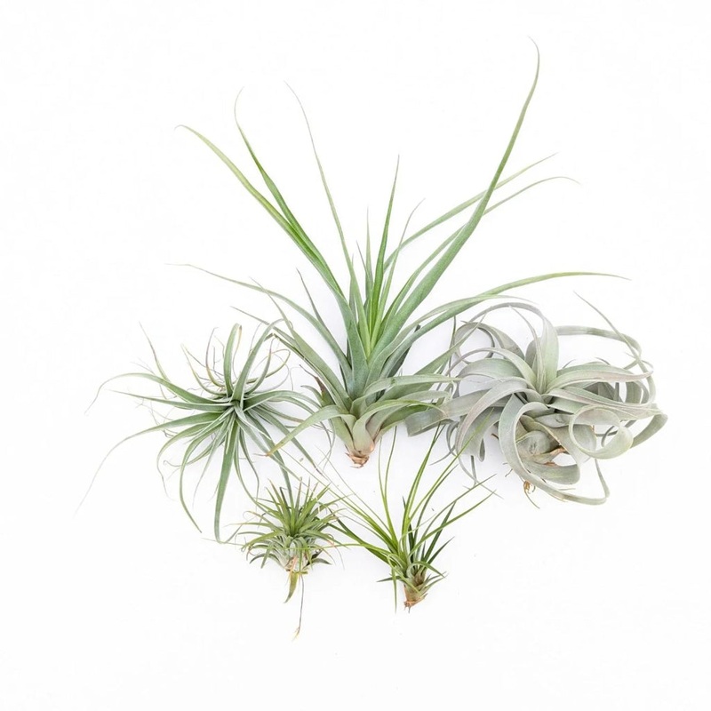 Tillandsia – assorted|TR|TR