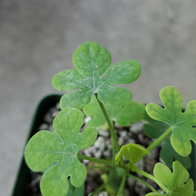 Adenia glauca – 4|R4BC|R4BC