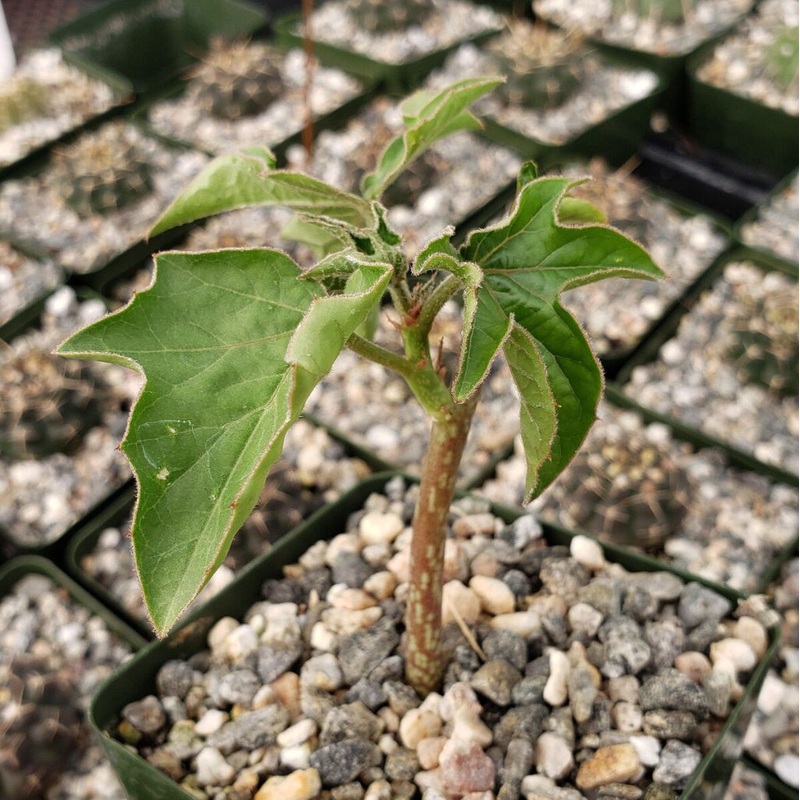 Adenia volkensii – 4|R4B|R4B