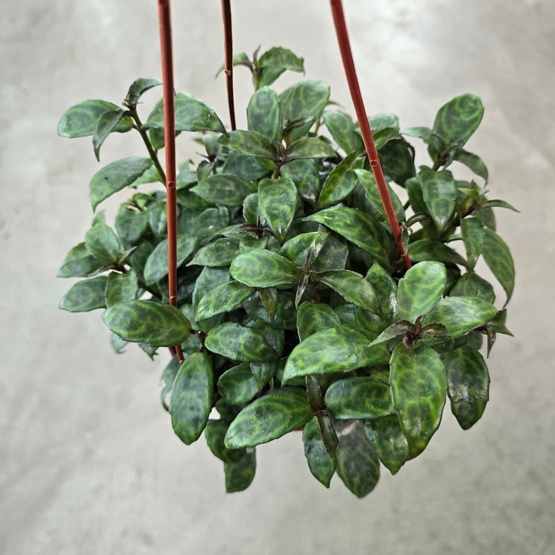 Aeschynanthus long. ‘Black Pagoda’ – HB 6