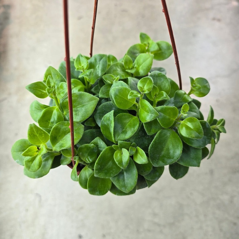 Aeschynanthus ‘Mona  Lisa’ – HB